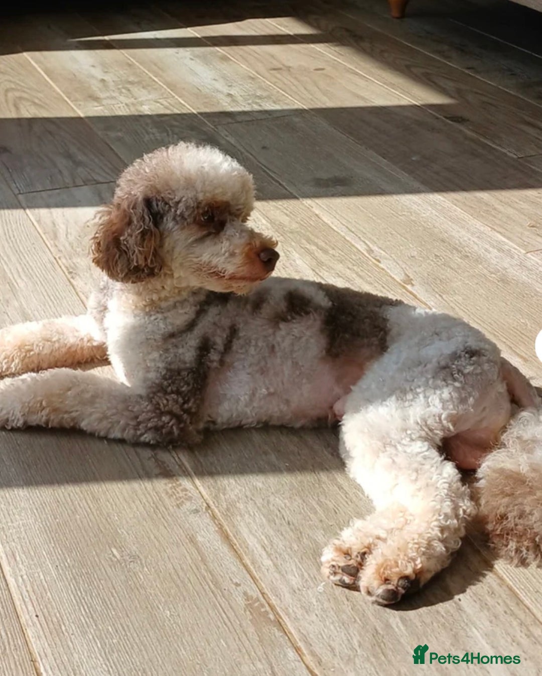 Mini Goldendoodle dogs for sale: Extensively health tested F1 goldendoodle puppies  - Advert 4