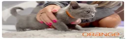 Scottish Fold cats for sale: Beautiful Scottish Fold,British & Munchkin Kittens - Advert 27