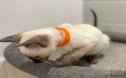 Siamese cats for sale: GCCF Registered Pure Traditional Siamese.  - Image 5