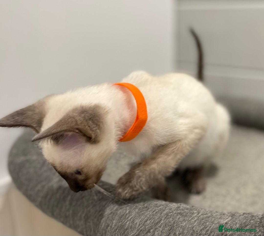 Siamese cats for sale: GCCF Registered Pure Traditional Siamese.  - Image 5