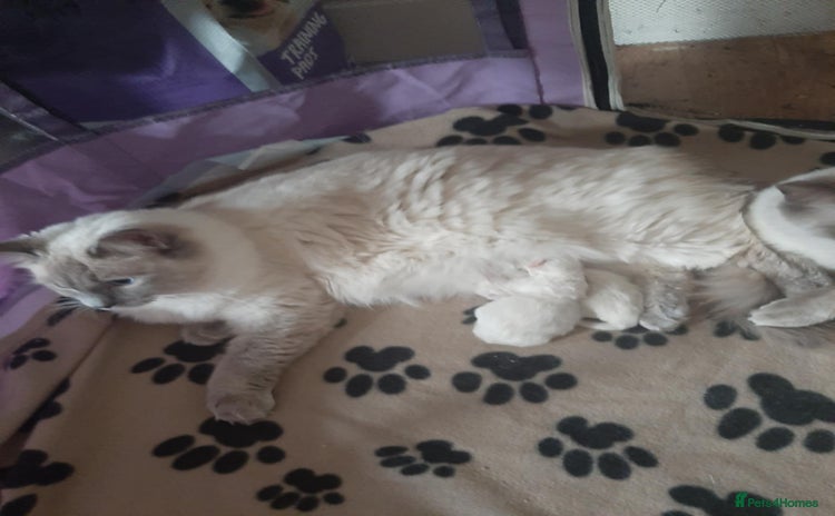 Ragdoll cats - Advert 27