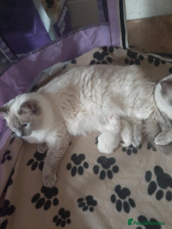 Ragdoll cats - Advert 27