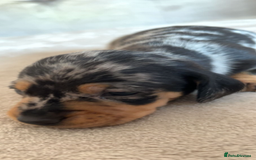 Miniature Dachshund dogs for sale: Blue/tan/dapple KC registered miniature dachshunds in Heywood - Image 9