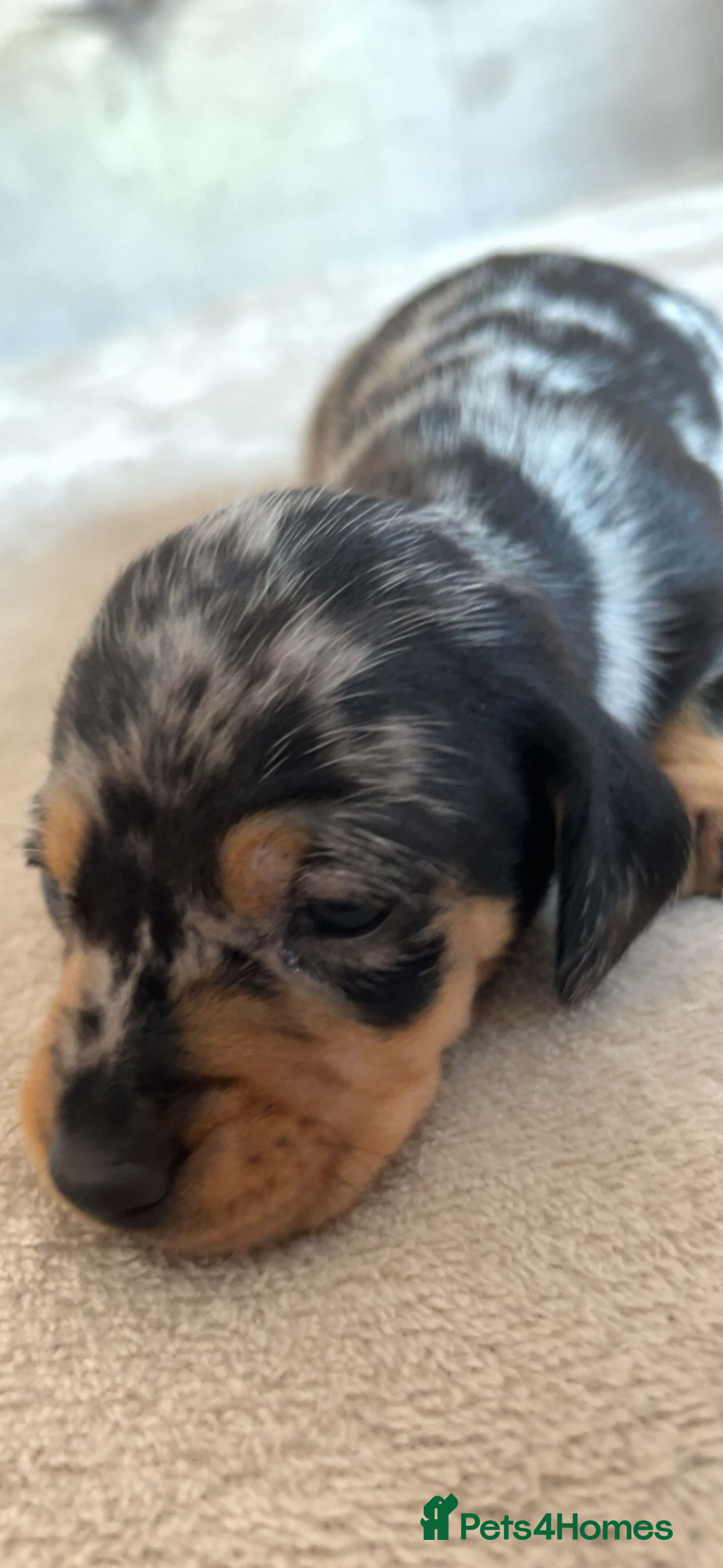 Miniature Dachshund dogs for sale: Blue/tan/dapple KC registered miniature dachshunds in Heywood - Image 9