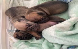 French Bulldog dogs for sale: French bull dog puppies  - Image 3