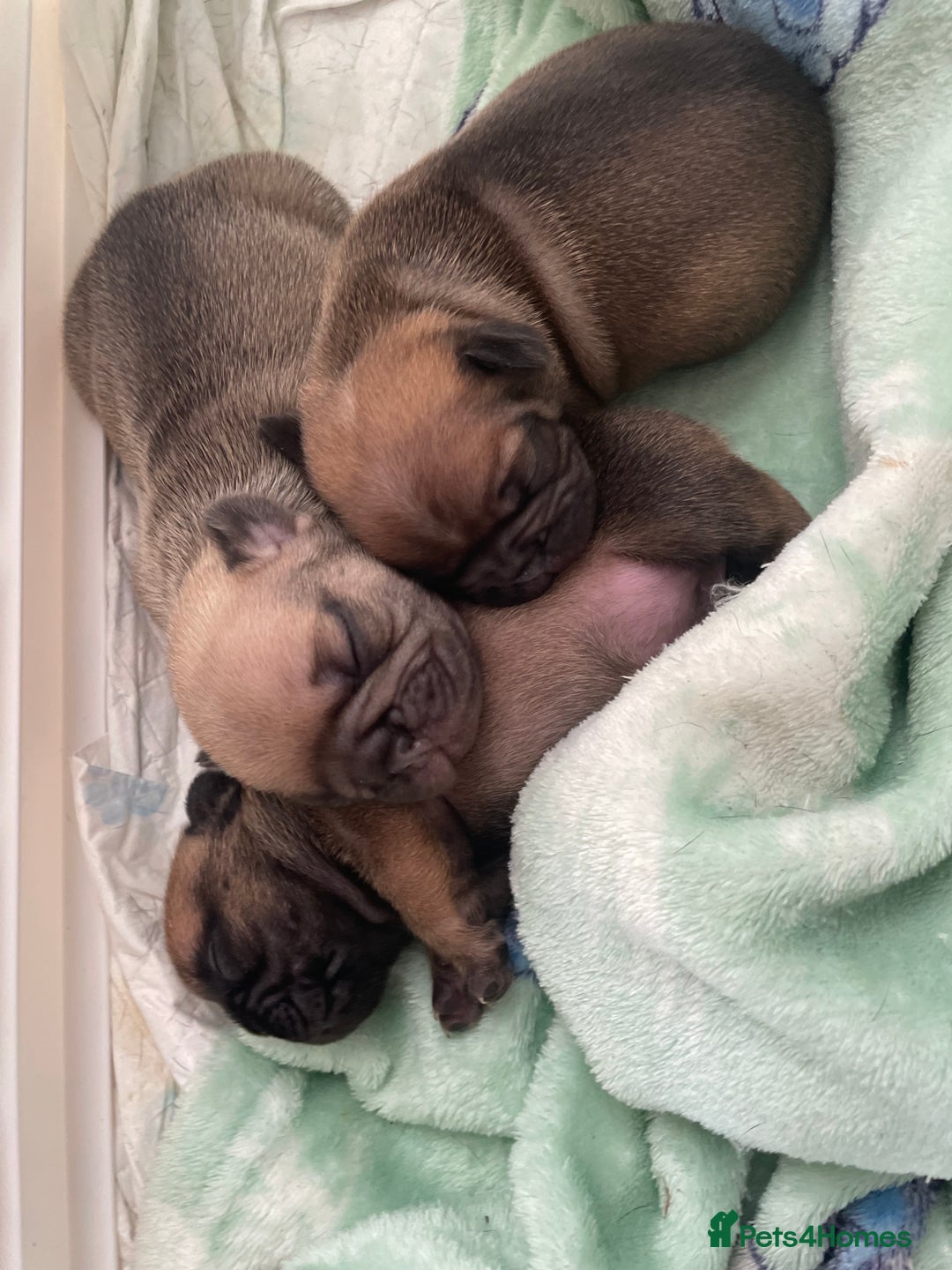 French Bulldog dogs for sale: French bull dog puppies  - Image 3