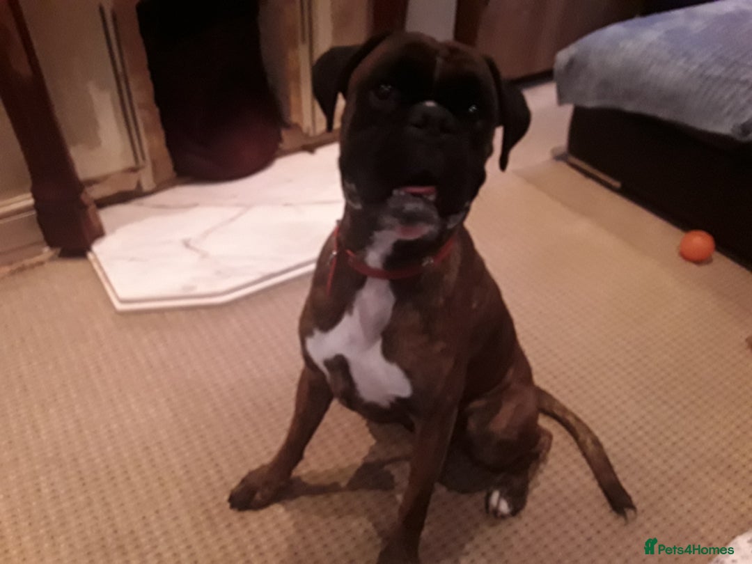 Boxer dogs for sale: Caine - Image 2