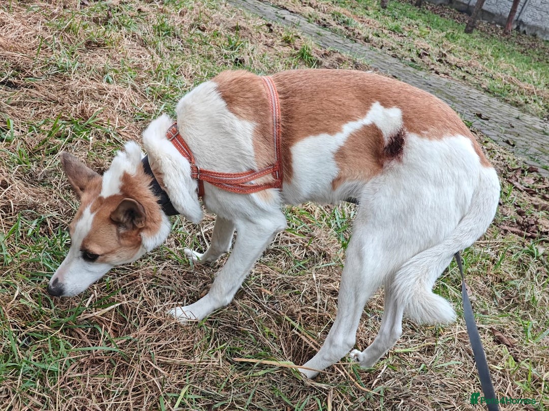 Mixed Breed dogs for adoption: ❤️Alaya❤️- Gentle 4 years old girl  - Advert 3