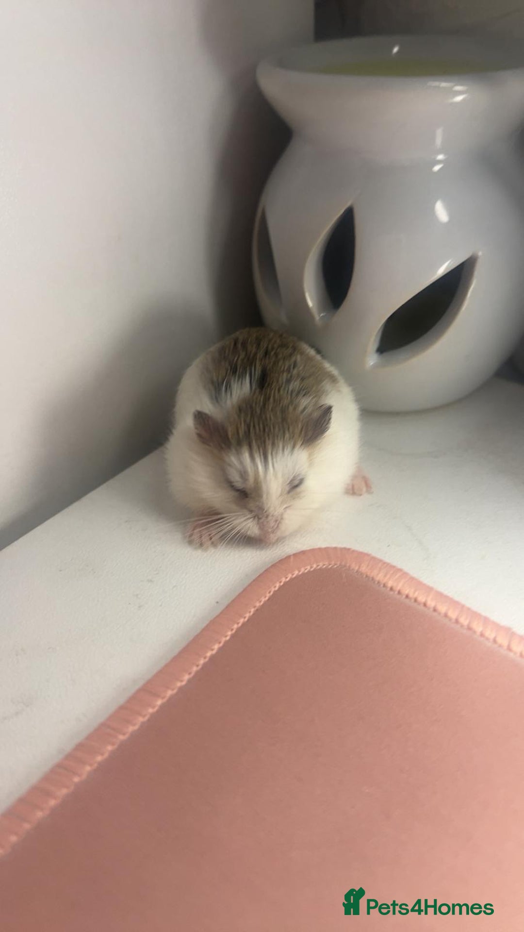 Hamster rodents for sale: Robo hamster complete with cage and accesories - Advert 4