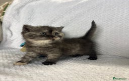 British Shorthair cats for sale: Gorgeous British shorthairs - Image 15