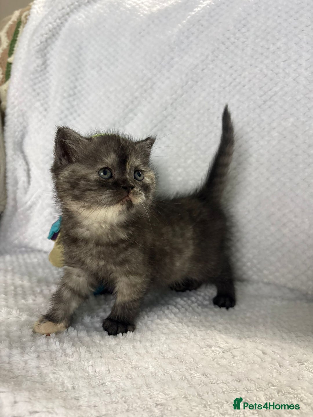 British Shorthair cats for sale: Gorgeous British shorthairs - Image 15