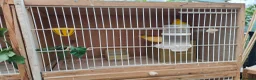 Canaries birds for sale: Male & Female Canaries for sale - Advert 8