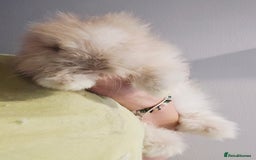Angora rabbits for sale: Poor little man... - Image 6