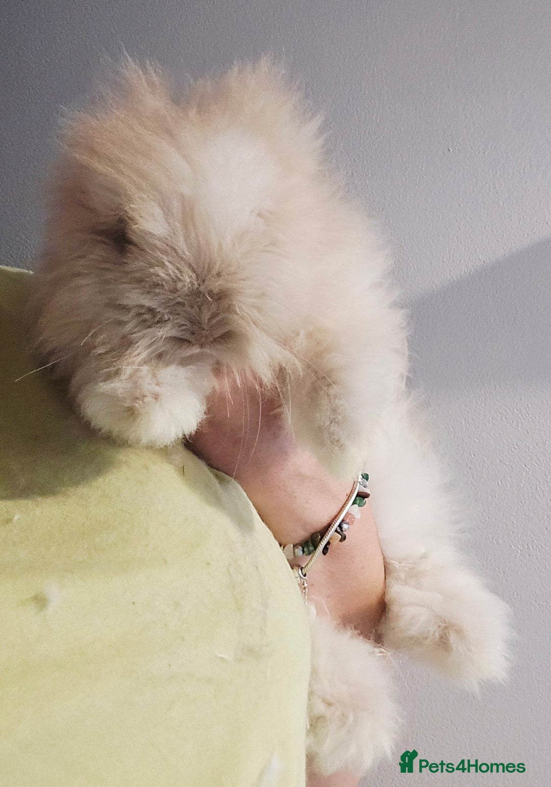 Angora rabbits for sale: Poor little man... - Image 6
