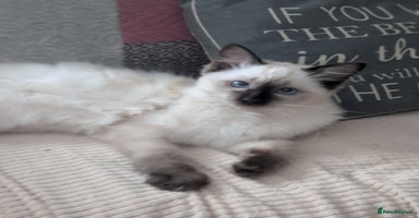 Ragdoll cats GCCF registered exclusive quality kittens - Advert 4