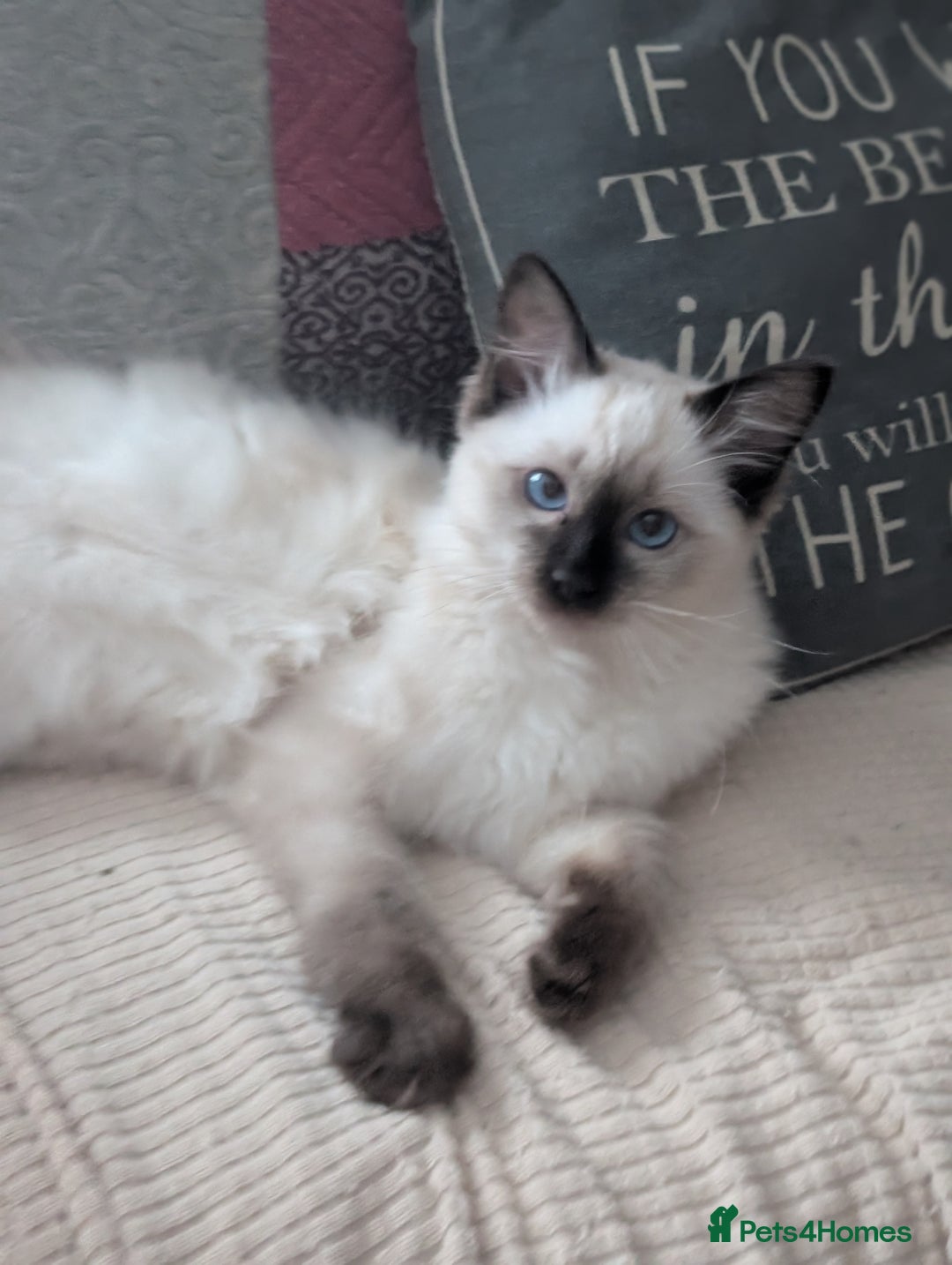 Ragdoll cats for sale: GCCF registered exclusive quality kittens - Image 5