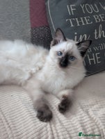 Ragdoll cats GCCF registered exclusive quality kittens - Advert 4
