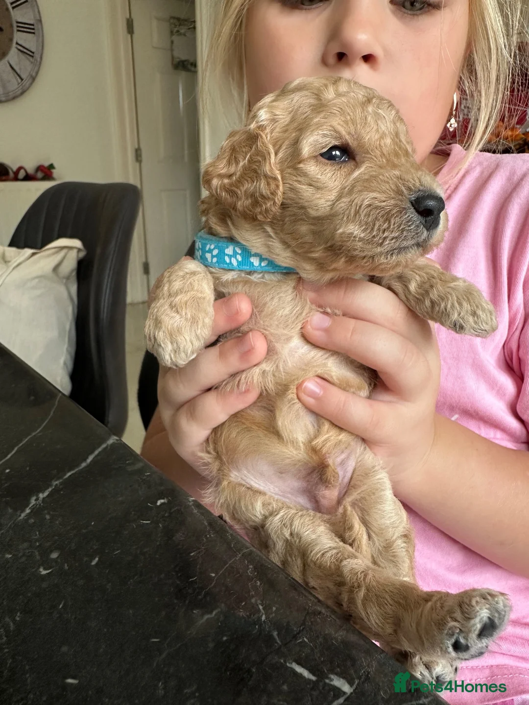 Cockapoo dogs for sale: Cockapoo puppies for sale - Advert 2