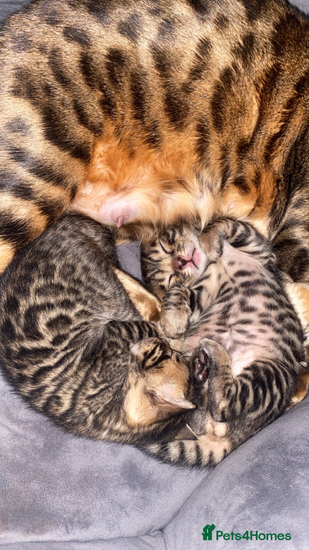 Bengal cats 2xfemale Bengal kittens tica reg full pedigree  - Advert 10