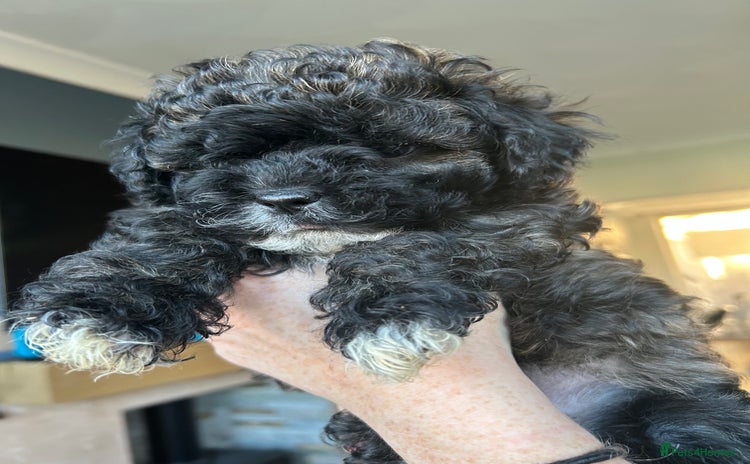 Shihpoo dogs - Advert 6