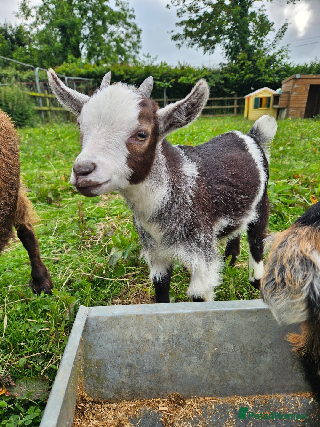 Goats livestock for sale: Pygmy goats  - Image 2