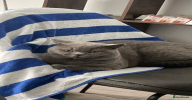 British Shorthair cats - Advert 9