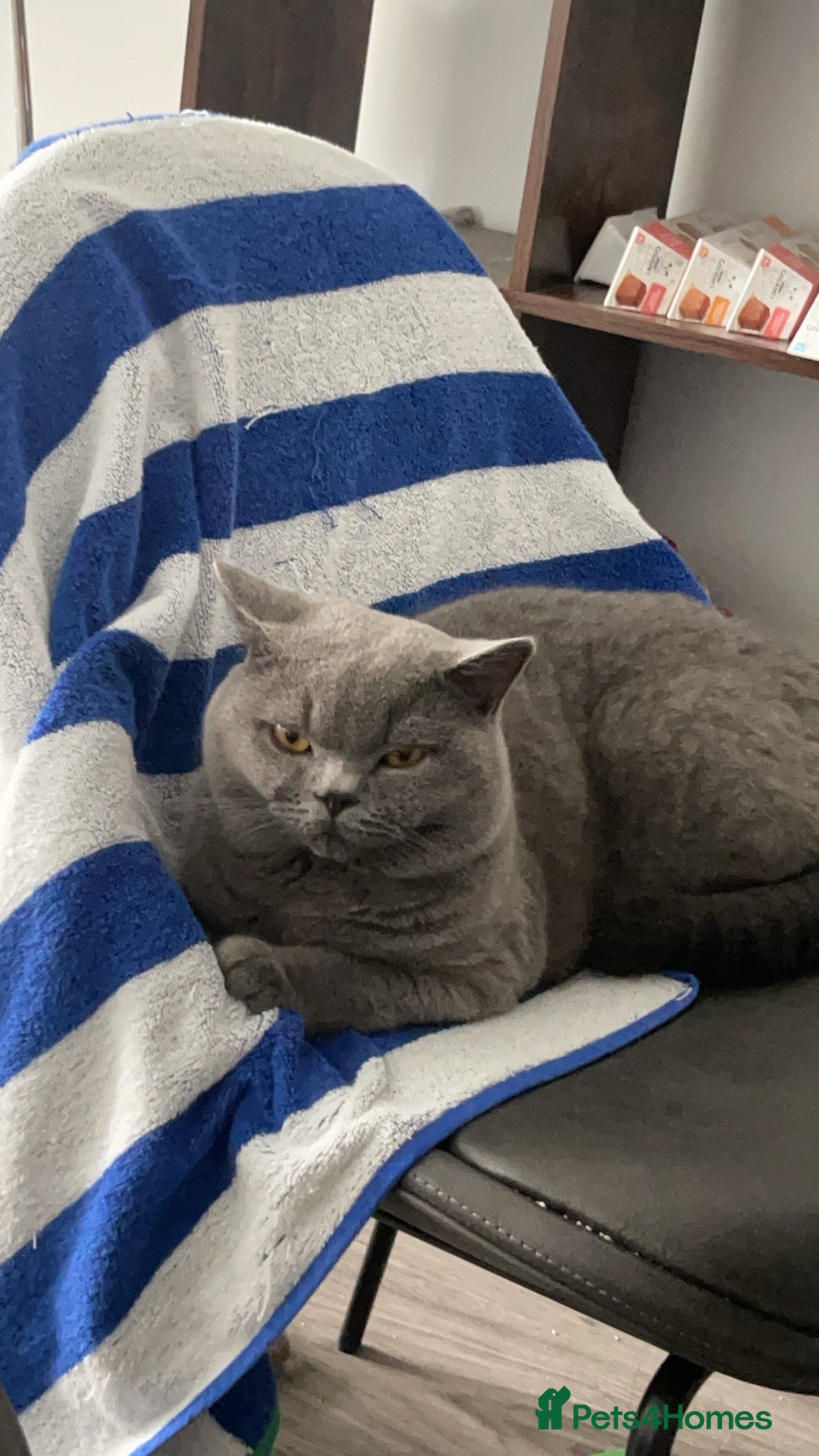 British Shorthair cats for sale: Gorgeous blue BSH son of gccf Champion(unneutered) - Image 2