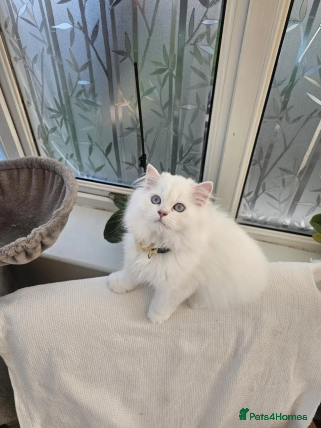 British Longhair cats for sale: British Longhair pedigree,champion parents - Advert 7