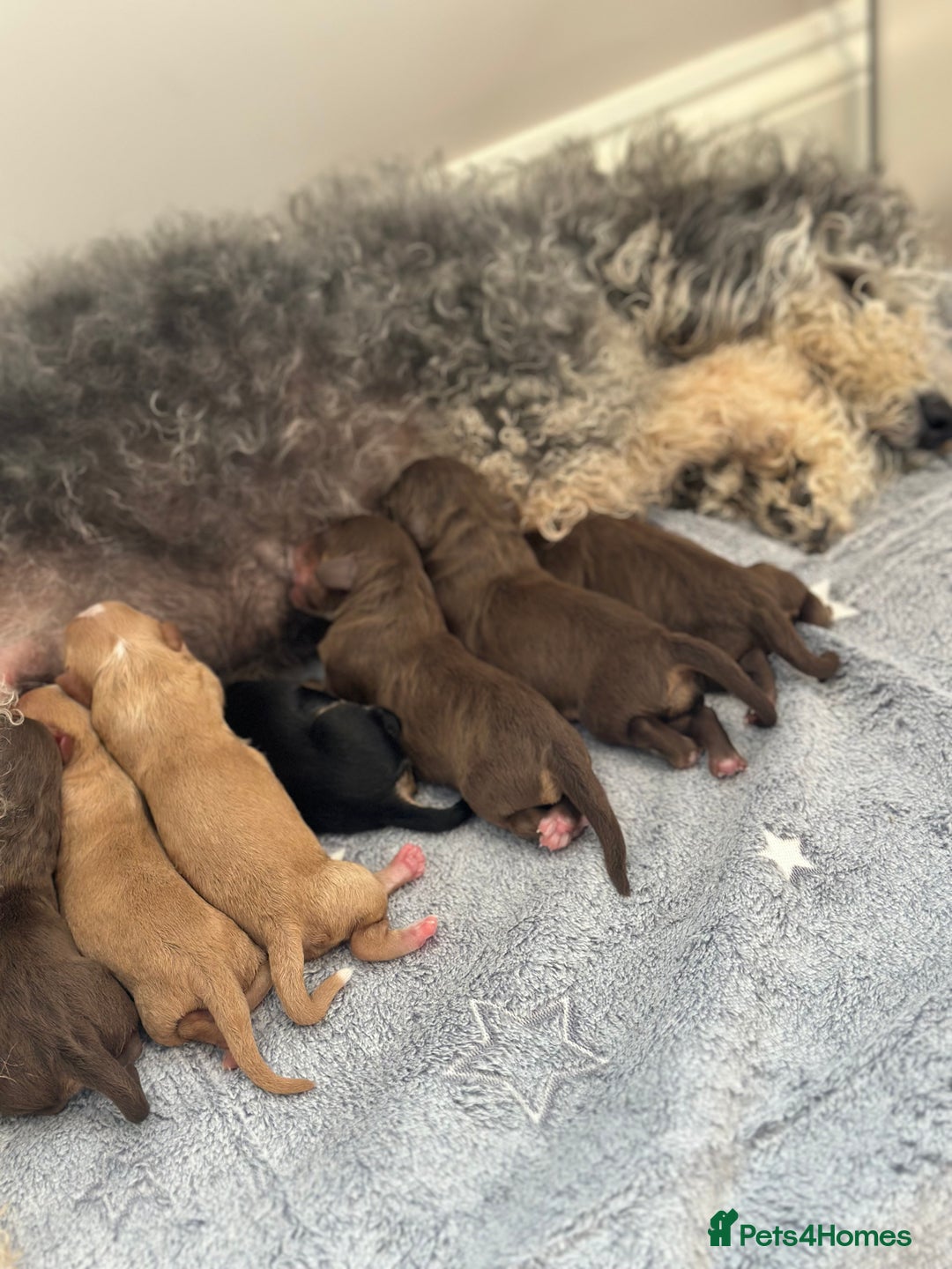 Cavapoo dogs for sale: Cute Cavapoo Puppies Ready for Loving Homes!  - Image 1