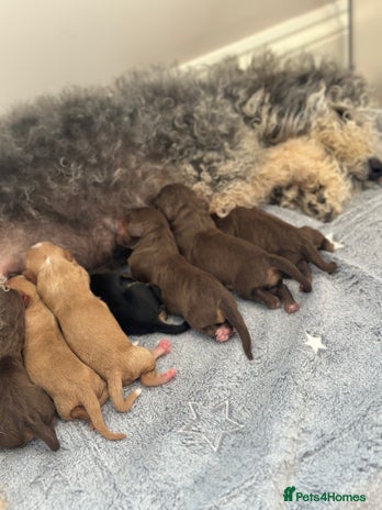 Cavapoo dogs - Advert 7