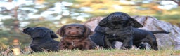 Cocker Spaniel dogs for sale: Gorgeous KC Reg Cocker Spaniels for Forever Homes - Advert 9