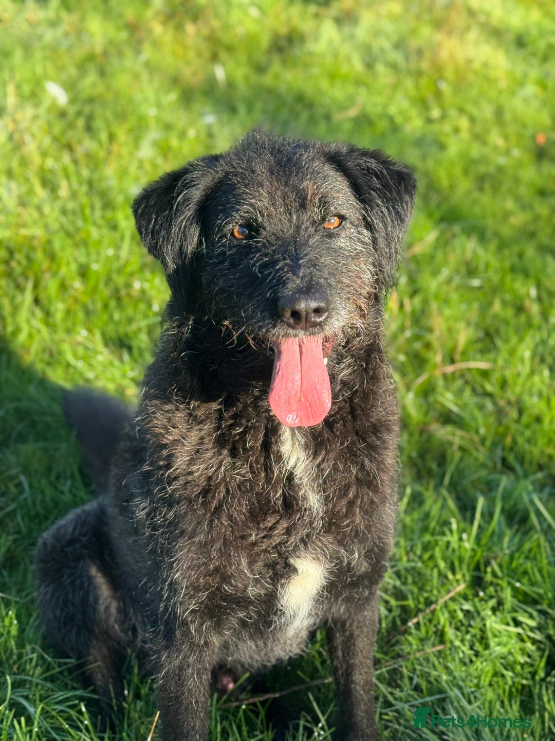 Mixed Breed dogs for adoption: Miro is desperate to find his special Person 💙 - Advert 14