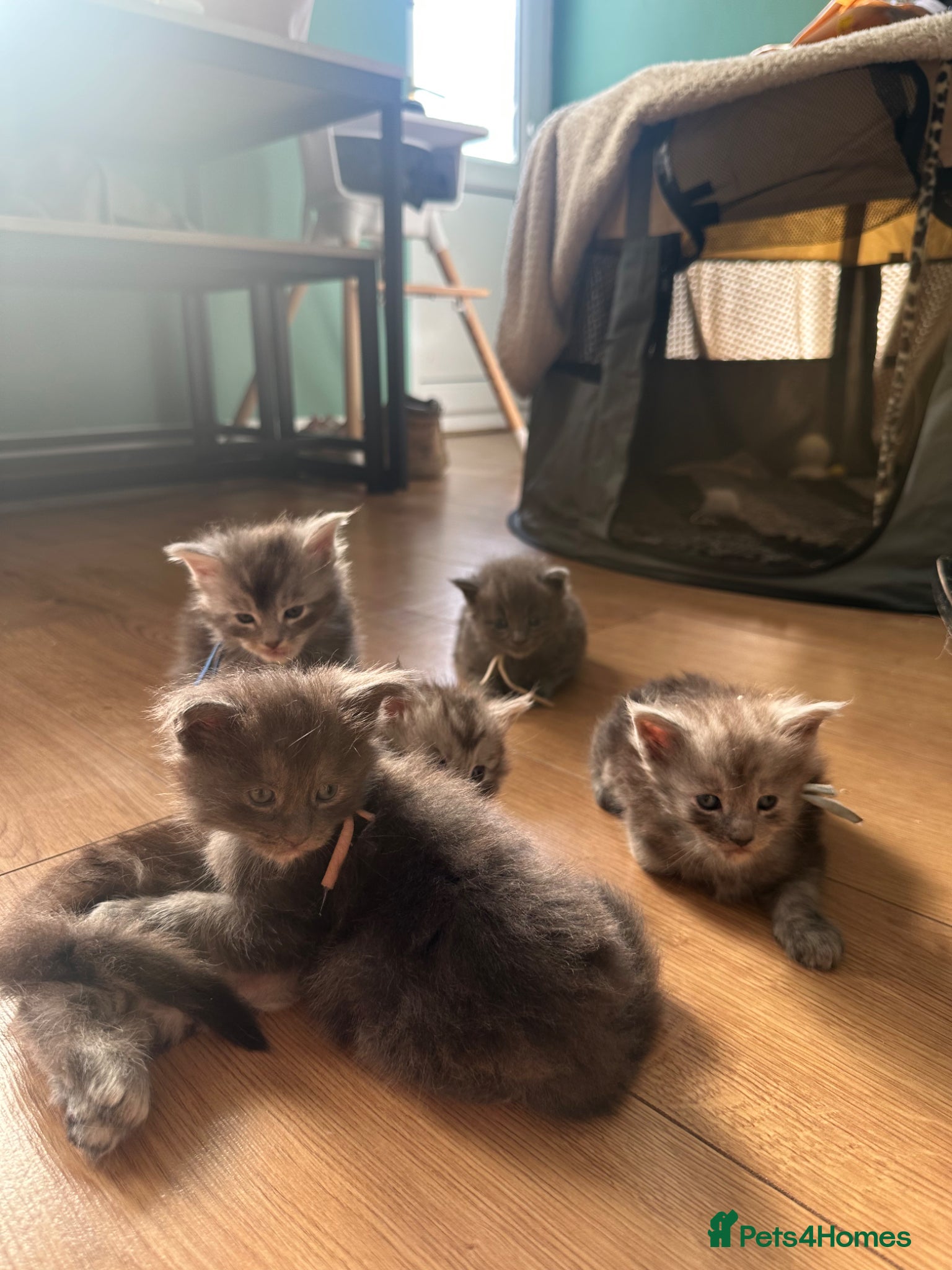 Maine Coon cats for sale: 5 beautiful Maine coon kittens - Advert 8