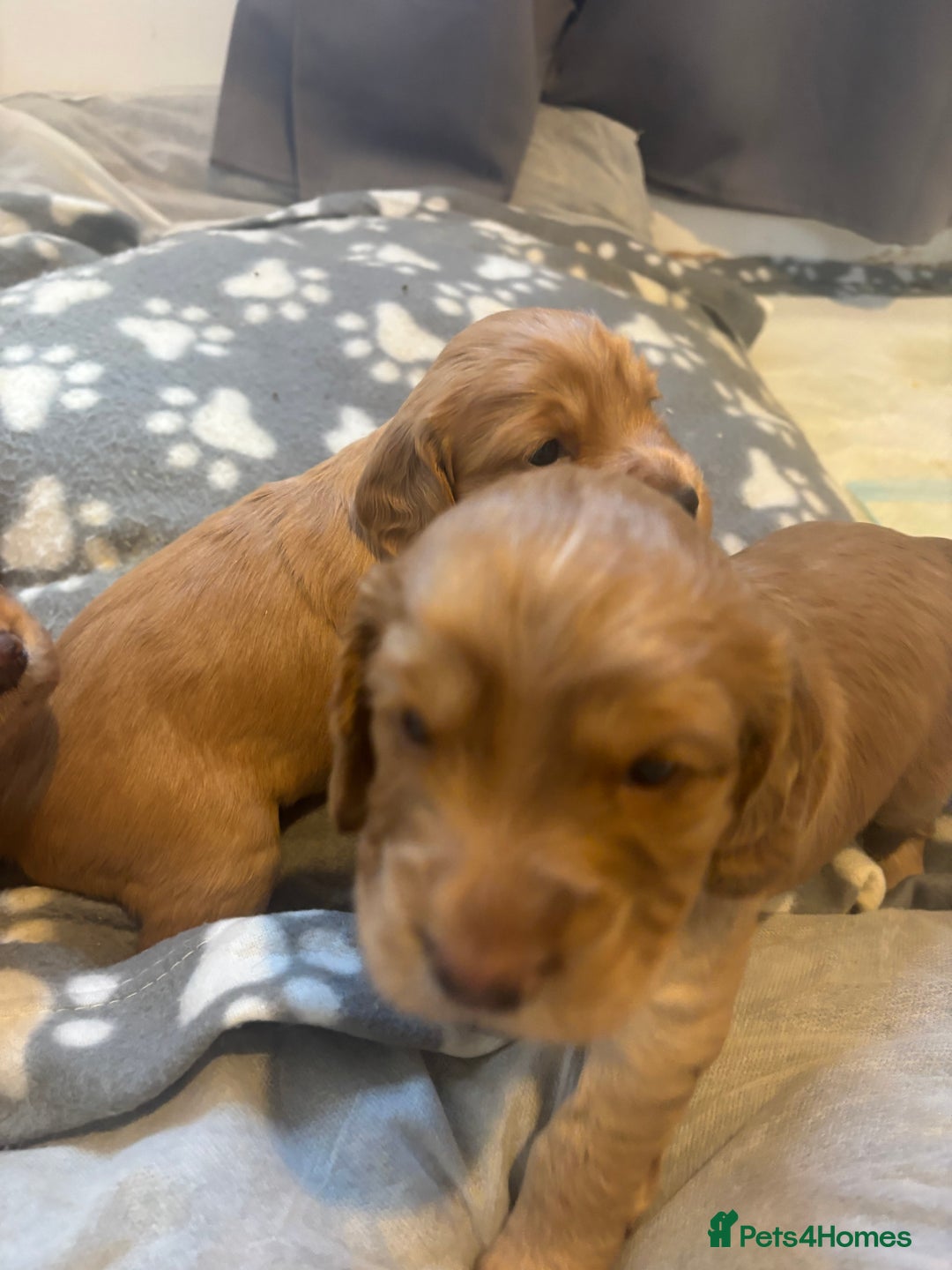 Cocker Spaniel dogs for sale: Working ginger/red cocker spaniels. - Image 10