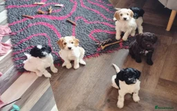 Cockapoo dogs for sale: Bouncy black & white Cockapoo - Image 3