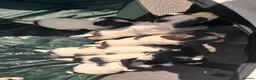 English Springer Spaniel dogs for sale: KC ESS springer spaniels in Cambridge - Advert 7