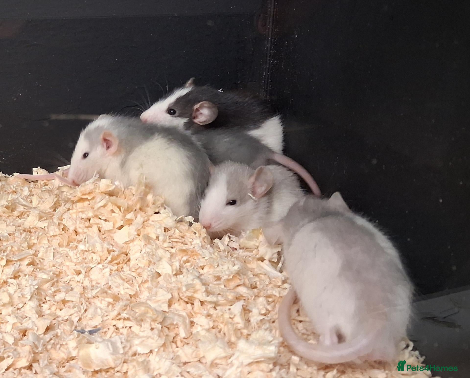 Rat rodents for sale: Baby Dumbo Rats, various types available  - Advert 3