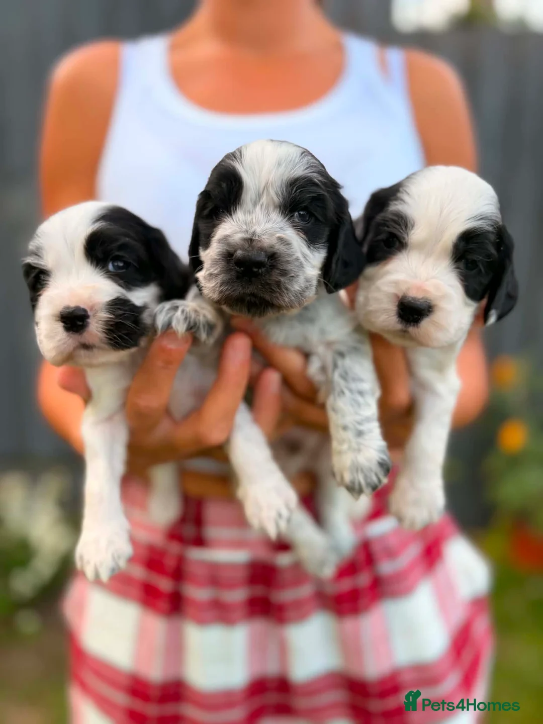 Cocker Spaniel dogs for sale: x8 Black & White & Blue Roan spaniel pups - Advert 11