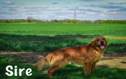 Golden Retriever dogs for sale: Stunning Deep Dark Red Golden Retrievers  - Image 6