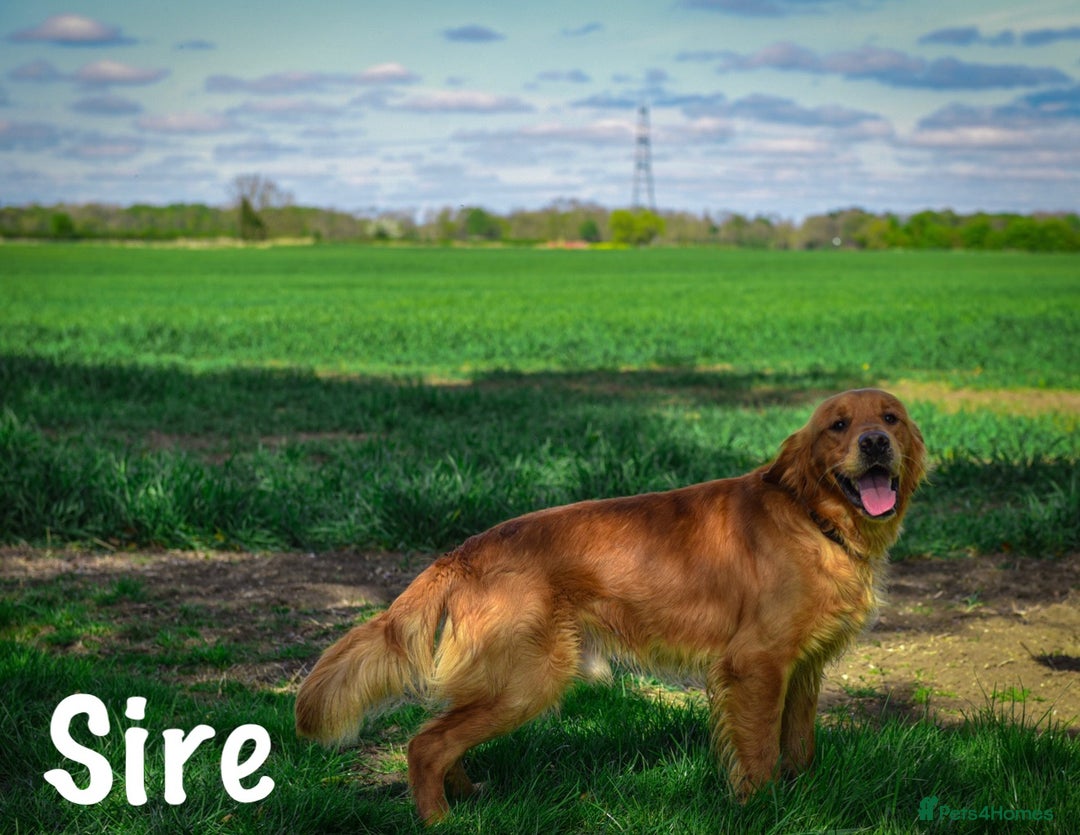 Golden Retriever dogs for sale: Stunning Deep Dark Red Golden Retrievers  - Image 6