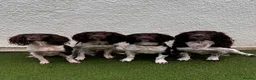 English Springer Spaniel dogs for stud: Fully health tested stud, Pippenmoor Red Flame - Advert 10