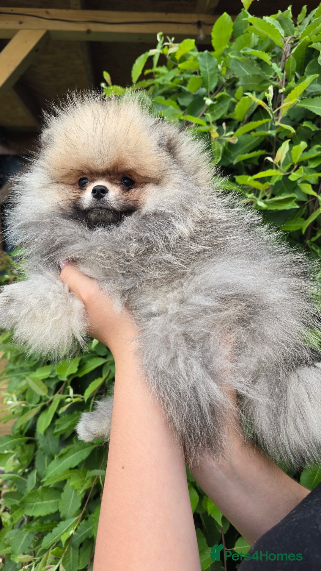 Pomeranian dogs for sale:  KC REGISTERED female - Image 9