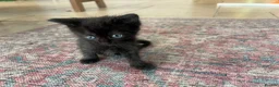 Ragcoon cats for sale: 🐾 Beautiful Maine Coon x Ragdoll kittens  - Advert 28