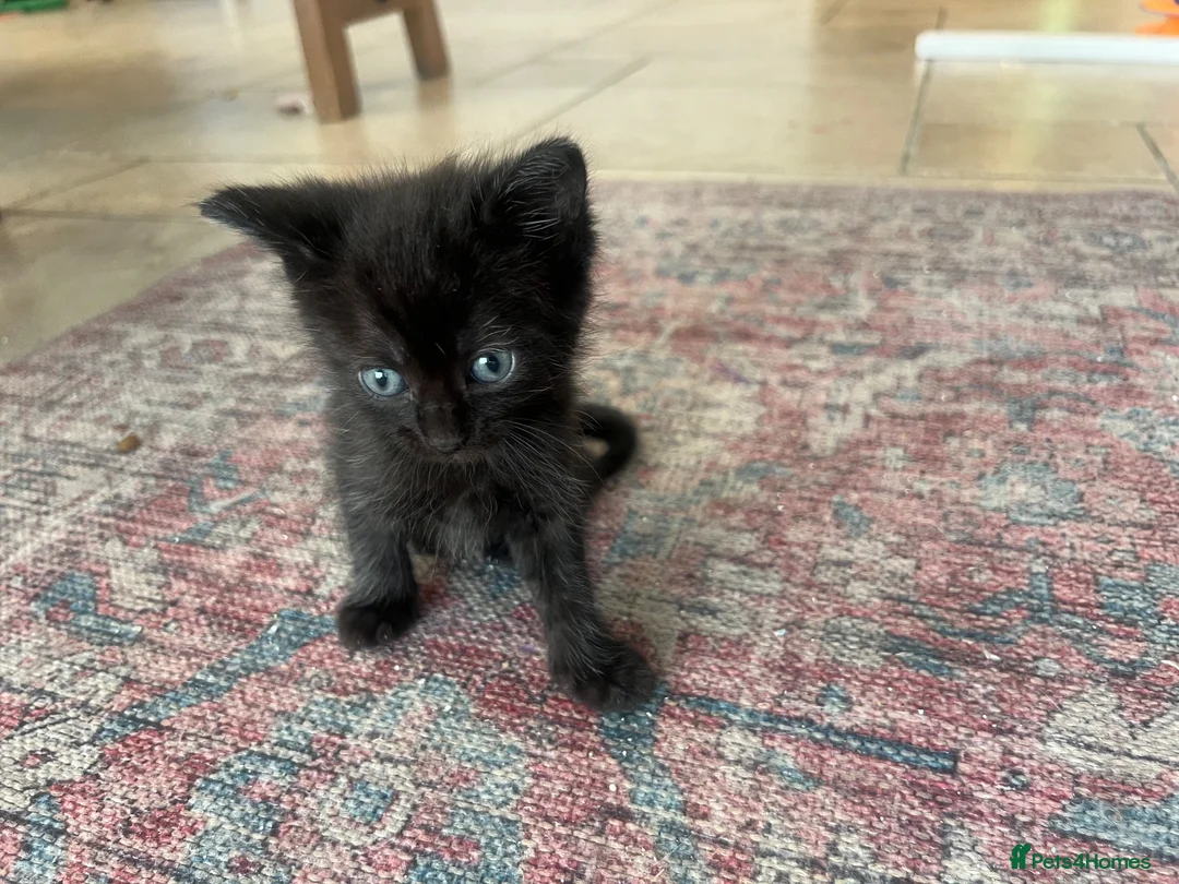 Ragcoon cats for sale: 🐾 Beautiful Maine Coon x Ragdoll kittens  - Advert 28