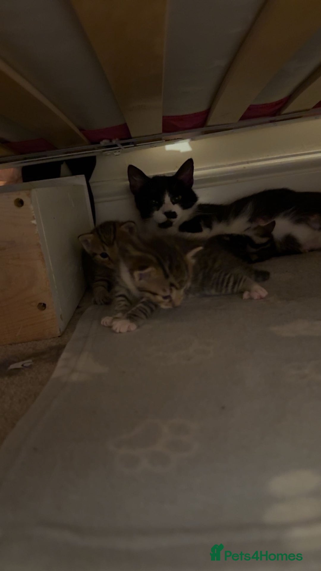 Domestic Shorthair cats for sale: 5 gorgeous kittens for sale - Image 16