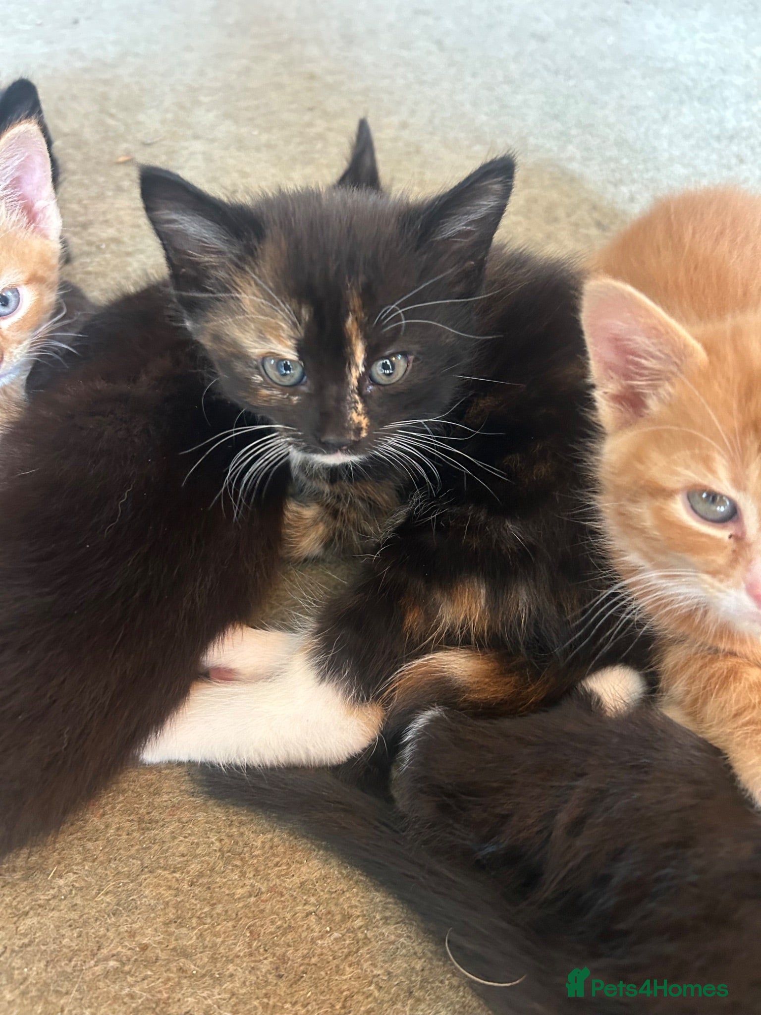 Mixed Breed cats Black and calico kittens available  - Advert 13