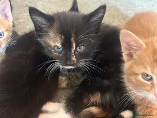 Mixed Breed cats Black and calico kittens available - Advert 13