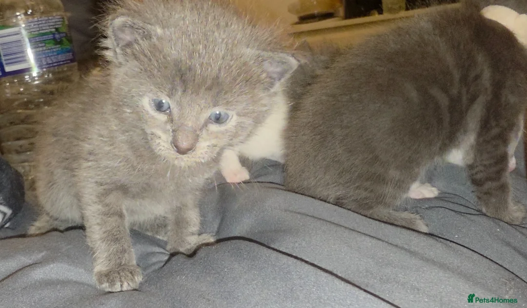 Oriental cats for sale: Oriental Shorthair/Maine Coon - Advert 8