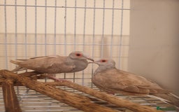 Doves birds for sale: 2 Diamond Doves for Sale - Image 6