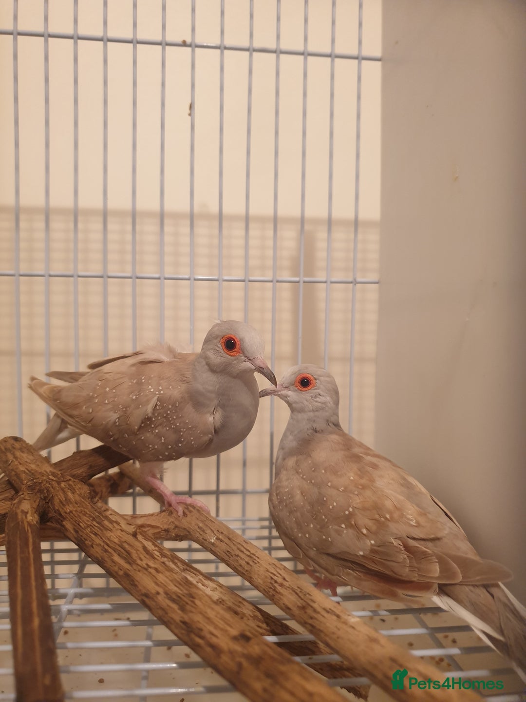 Doves birds for sale: 2 Diamond Doves for Sale - Image 6